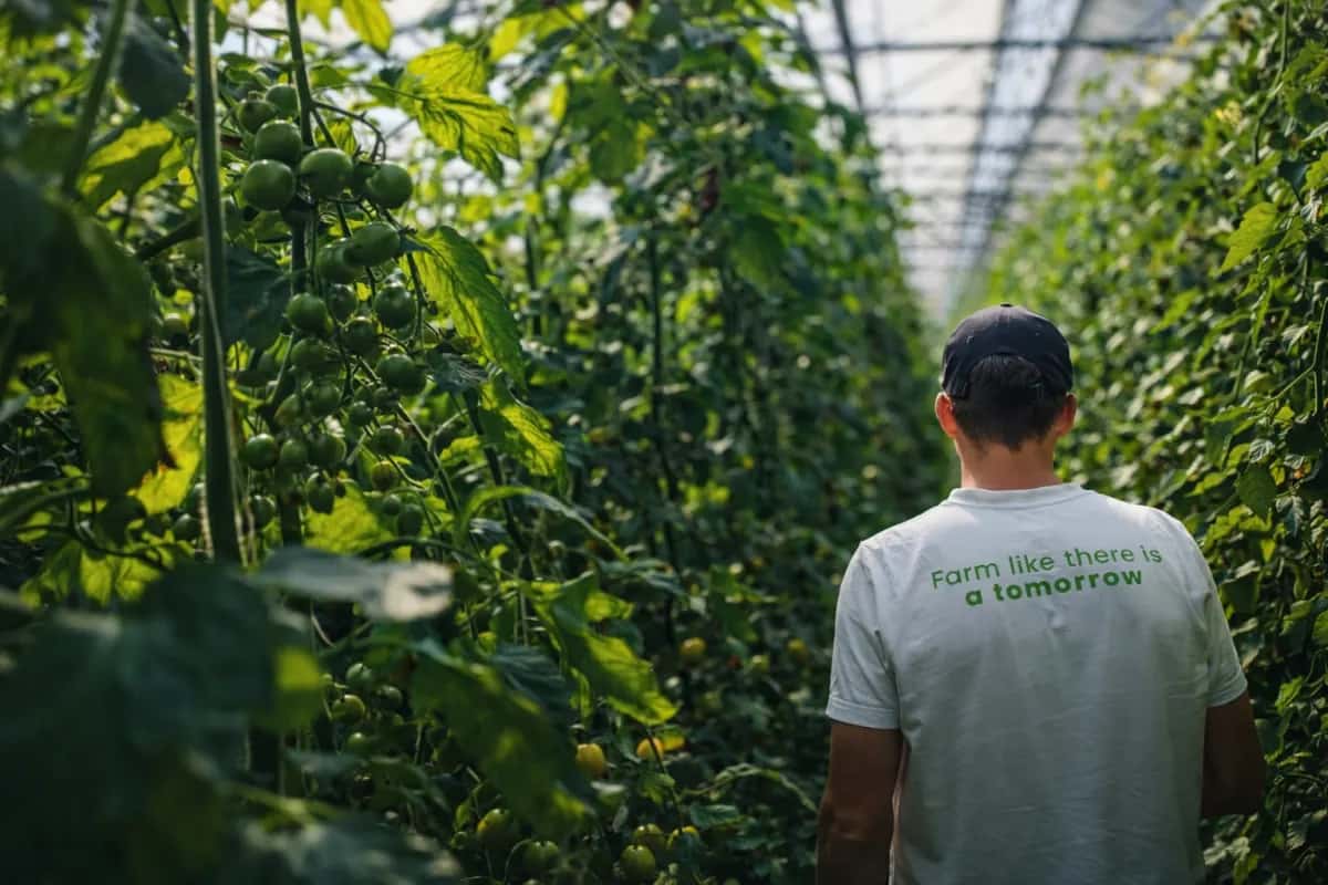 Grower walking through a greenhouse crop row